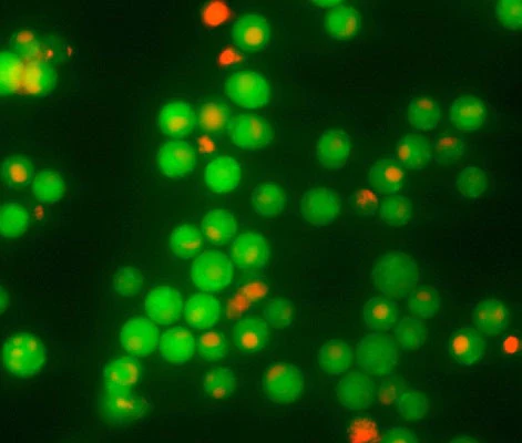 7-AAD Red Fluorescent Live/Dead Stain - Image 2