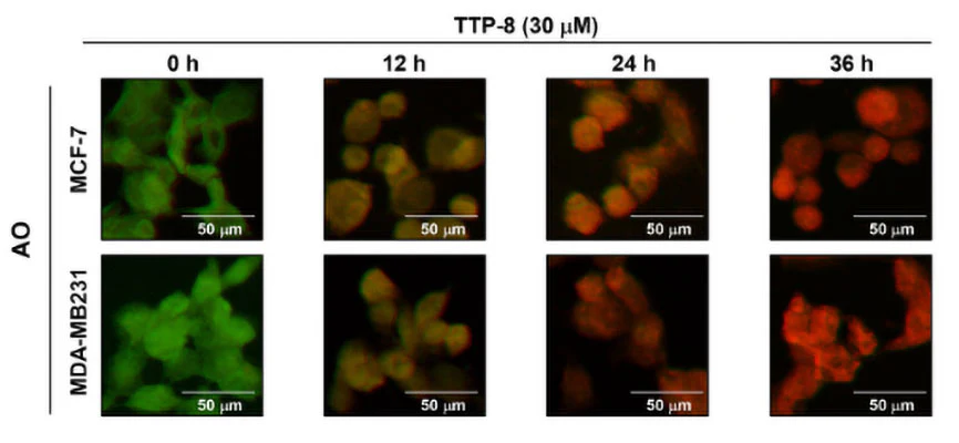 Acridine Orange Fluorescent Staining Solution - Image 4