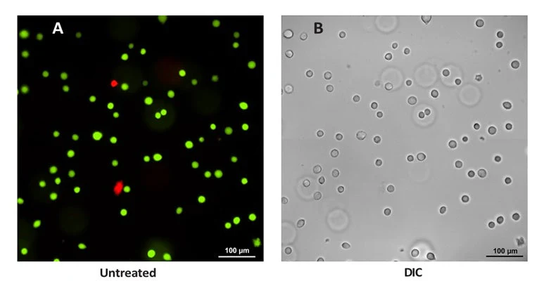 Advanced Calcein AM Cell Viability Kit - Image 3
