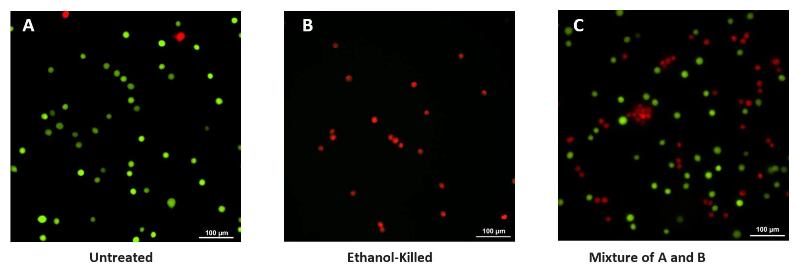 Advanced Calcein AM Cell Viability Kit - Image 4