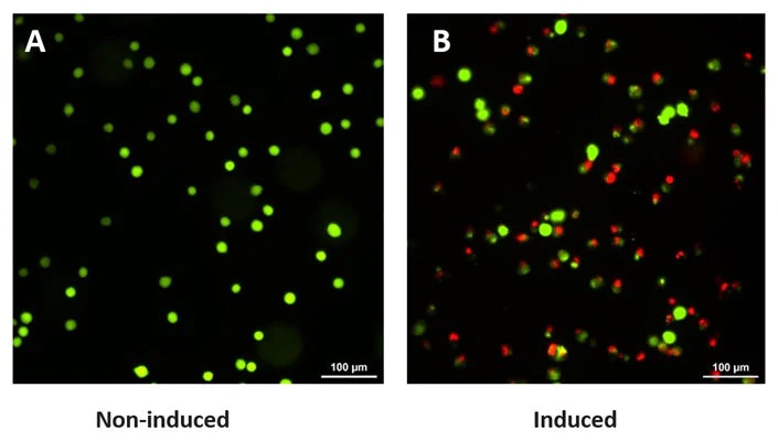 Advanced Calcein AM Cell Viability Kit - Image 5