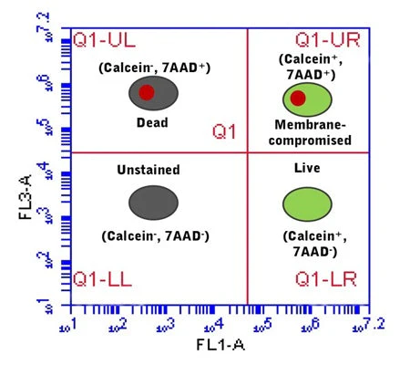 Advanced Calcein AM Cell Viability Kit - Image 6