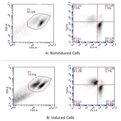 Advanced Calcein AM Cell Viability Kit - Image 8