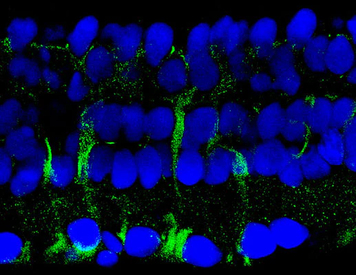 Anti-14-3-3 (Ser58) Antibody