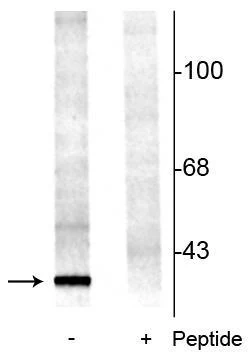 Anti-14-3-3 (Ser58) Antibody - Image 2