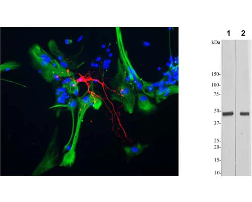 Anti-2',3'-cyclic-nucleotide 3'-phosphodiesterase (CNP) Antibody
