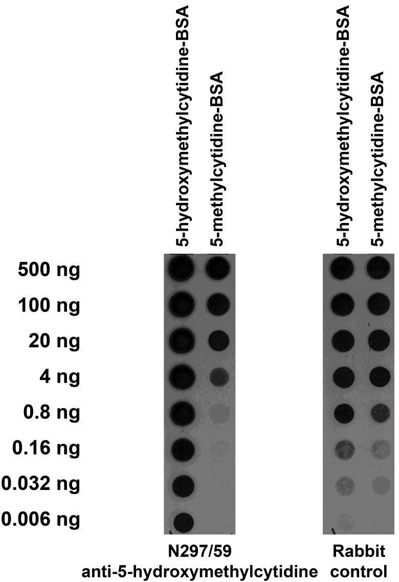 Anti-5-Hydroxymethylcytidine Antibody