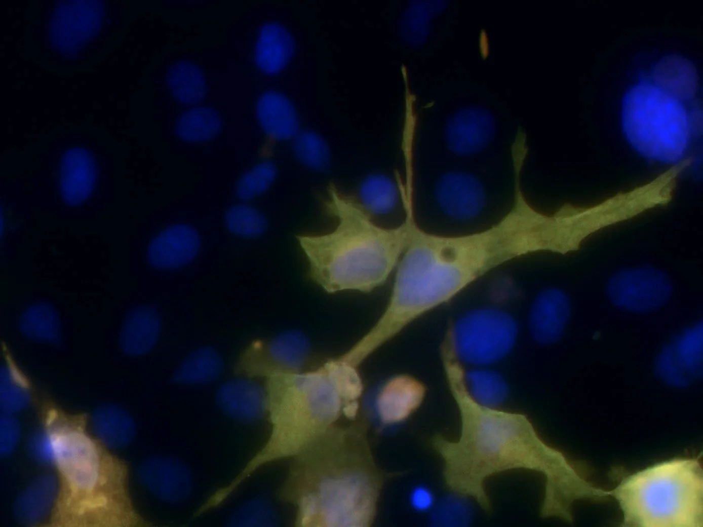 Anti-6xHis Antibody