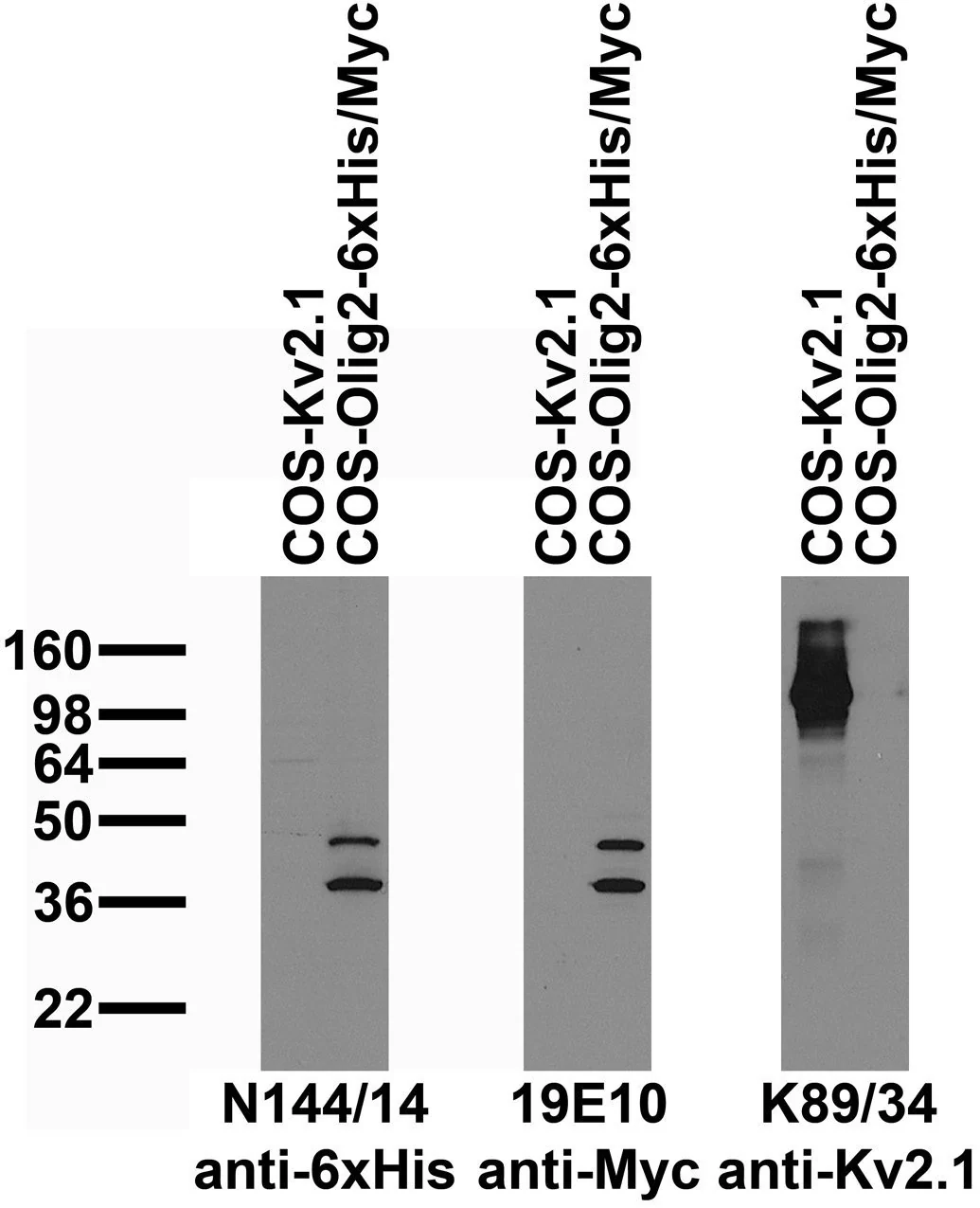 Anti-6xHis Antibody - Image 2