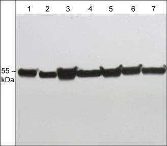 Anti-α-Tubulin (C-terminus) Antibody