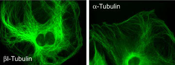 Anti-α-Tubulin (C-terminus) Antibody - Image 2
