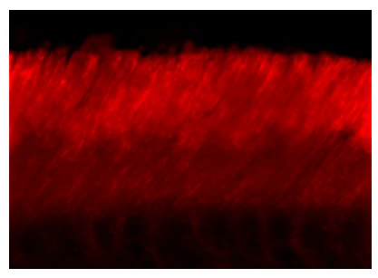 Anti-ABCA4 (Rim Protein) Antibody