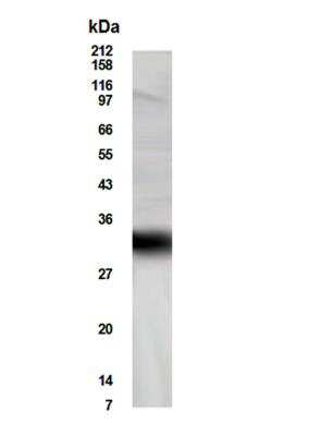 Anti-ACT Antibody