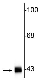 Anti-Actin Antibody