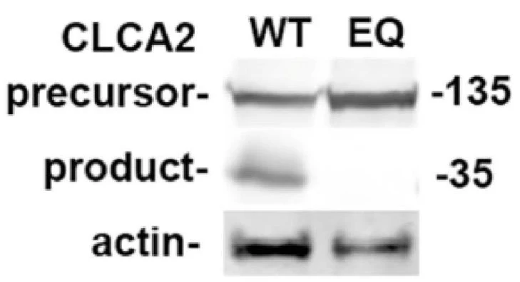 Anti-Actin Antibody - Image 3