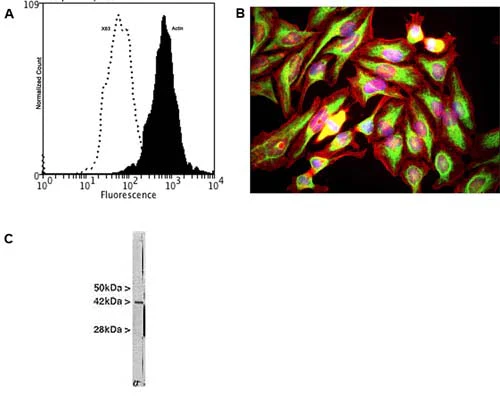 Anti-Actin Antibody