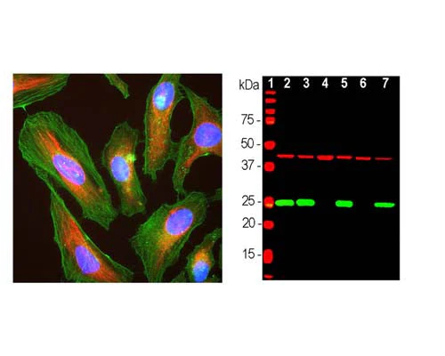 Anti-Actin Antibody - Image 2