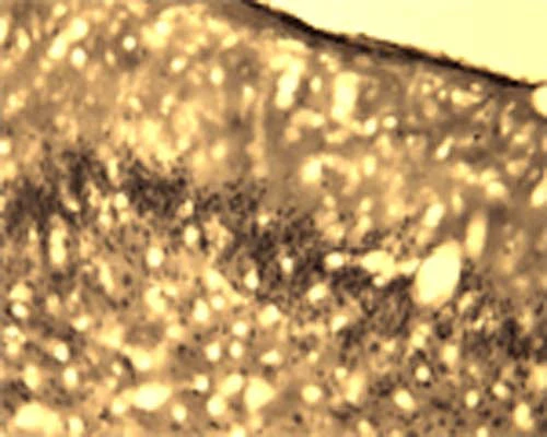 Anti-Activity-regulated cytoskeleton-associated protein (Arg3.1) Antibody - Image 6