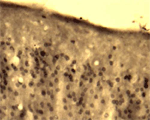 Anti-Activity-regulated gene 3.1 protein homolog (Arg3.1) Antibody - Image 2