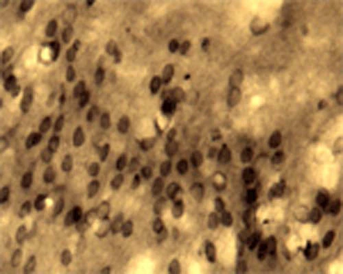Anti-Activity-regulated gene 3.1 protein homolog (Arg3.1) Antibody - Image 3