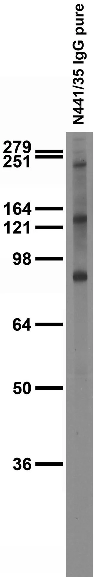 Anti-ADAM11 Antibody - Image 2
