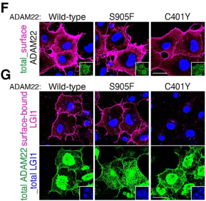 Anti-ADAM22 (Cytoplasmic) Antibody