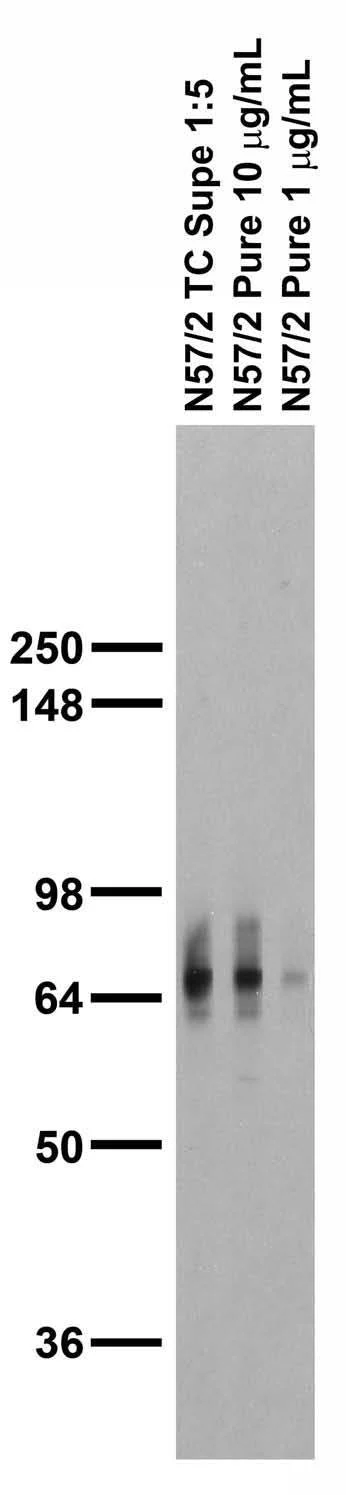 Anti-ADAM22 (Extracellular) Antibody