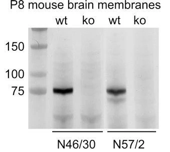 Anti-ADAM22 (Extracellular) Antibody - Image 2