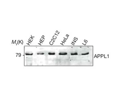 Anti-Adaptor Protein, APPL1 Antibody