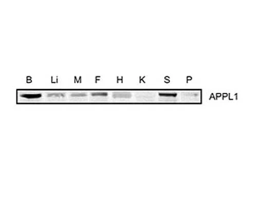 Anti-Adaptor Protein, APPL1 Antibody - Image 2