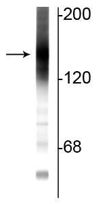 Anti-Adenylate Cyclase III Antibody - Image 3