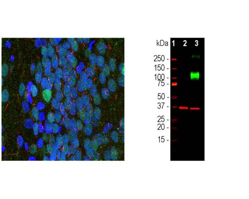Anti-Adenylate cyclase type III (ACIII) Antibody - Image 2