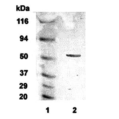 Anti-Adrenergic Receptor Alpha 2c Antibody - Image 2
