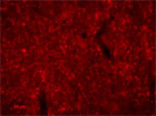 Anti-Agouti related protein (AGRP) Antibody - Image 2