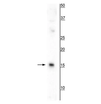 Anti-AIF1/Iba1 Antibody - Image 2