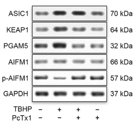 Anti-AIFM1 (Ser-116), Phosphospecific Antibody - Image 3