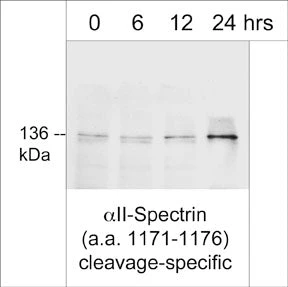 Anti-αII-Spectrin , cleavage-specific Antibody