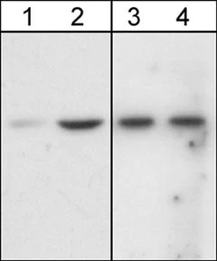 Anti-Akt (N-terminal region) Antibody - Image 2