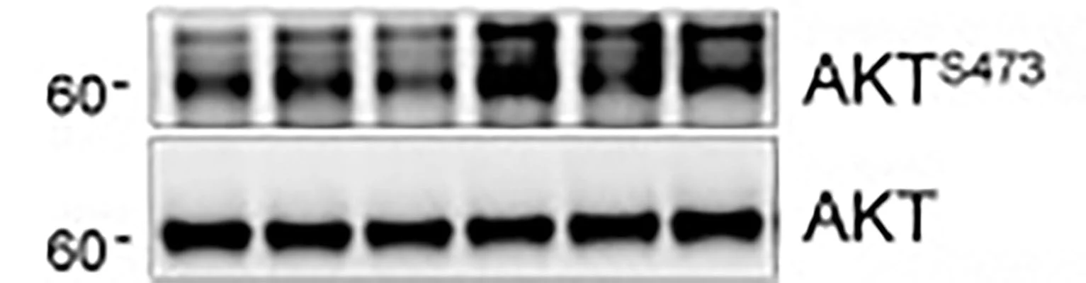 Anti-Akt (N-terminal region) Antibody - Image 3
