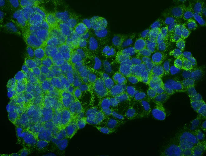 Anti-ALB, Human Serum Albumin Recombinant Chicken Chimeric mAb
