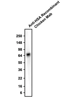 Anti-ALB, Human Serum Albumin Recombinant Chicken Chimeric mAb - Image 2