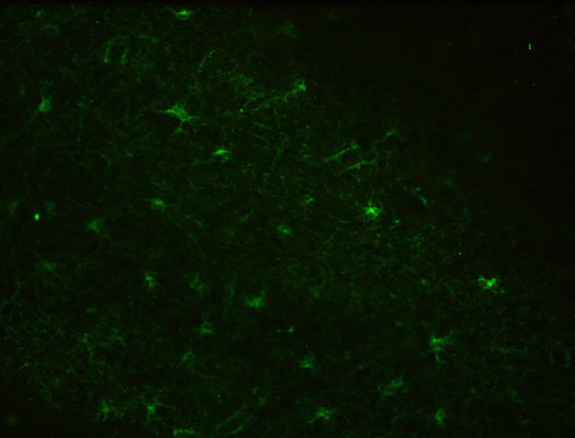 Anti-Aldh1L1 (Blotting) Antibody - Image 2