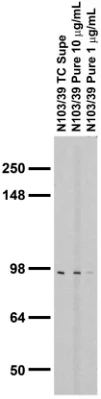 Anti-Aldh1L1 (Blotting) Antibody - Image 4