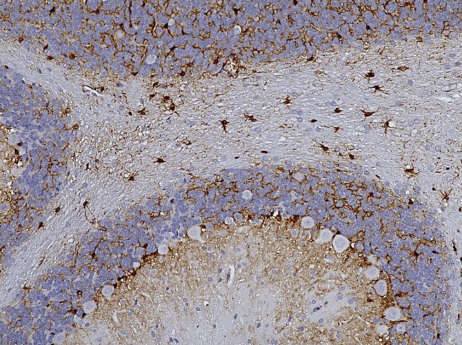 Anti-Aldh1L1 Recombinant Chicken Chimeric mAb