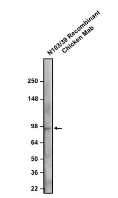 Anti-Aldh1L1 Recombinant Chicken Chimeric mAb - Image 2