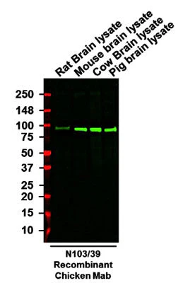 Anti-Aldh1L1 Recombinant Chicken Chimeric mAb - Image 3