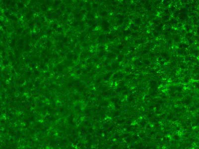 Anti-Aldh1L1 (Staining) Antibody - Image 2