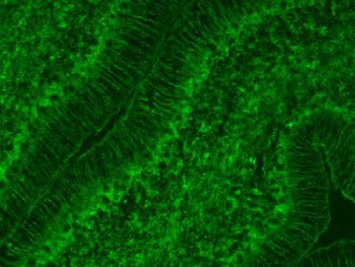 Anti-Aldh1L1 (Staining) Antibody - Image 3