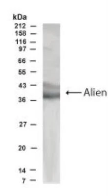 Anti-Alien Antibody