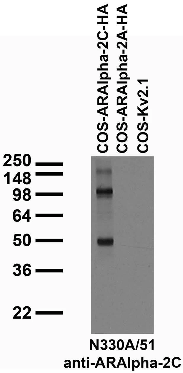 Anti-Alpha-2C Adrenergic Receptor Antibody